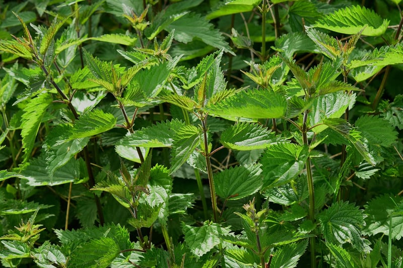 Herb Vertical Garden