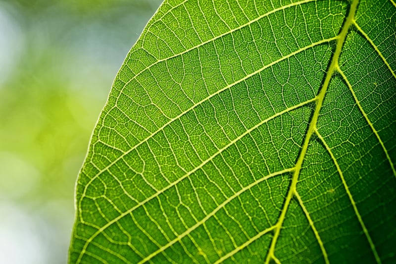 Yellowing Leaves