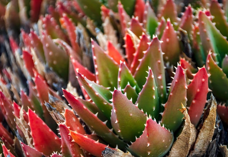 Succulent Paradise